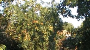 Персик. Уход с весны до осени. Полив. Подкормка. Монилиоз. Мучнистая роса. Курчавость листьев .