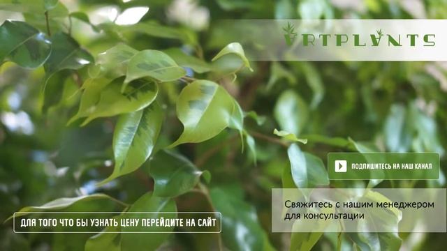 Бонсай фикус микрокарпа и рипсалис смотреть онлайн