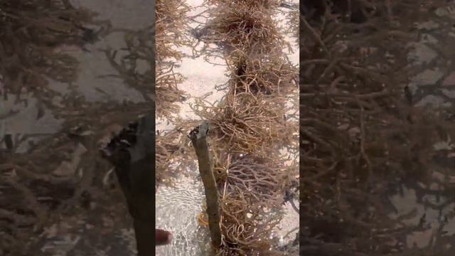 Занзибар большой отлив местный житель показывает огурец ￼ смотреть онлайн