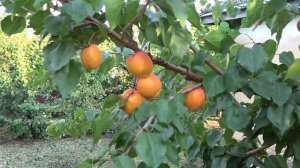 Абрикос Анегат/ Высокая товарность и транспортабельность