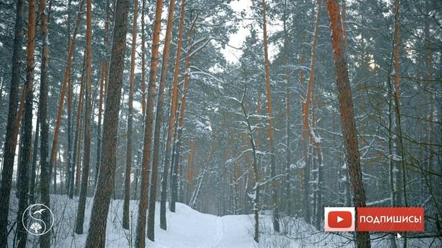 Зимний лес в снегу, с сильным снегопадом и ветром | Звуки метели и вьюги | Белый шум для релаксации