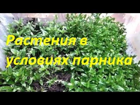 Меристемные аквариумные растения.  Акт 2. (Архив от 4.10.2021)