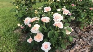 Английские розы Инглиш гарден и Королева Швеции ?открытие прошлого года ??