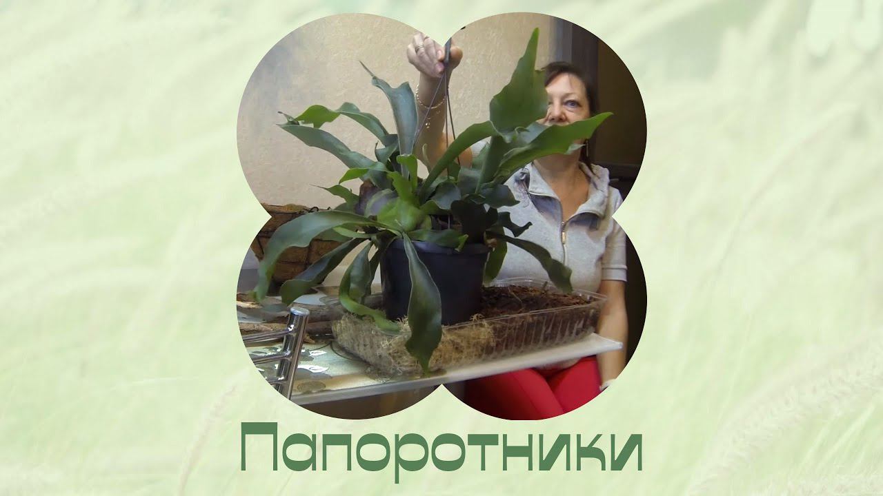 Платицериум в кокосовом кашпо два года спустя.