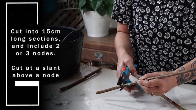 Nandina hardwood cuttings смотреть онлайн