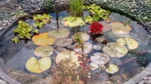 Искусственный водоем в саду. Интересные идеи как благоустроить свой сад.