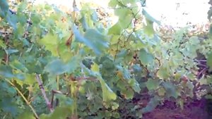 виноград Кеша і Любава