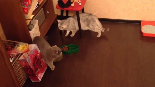 Джеся и Юстас первая встреча смотреть онлайн