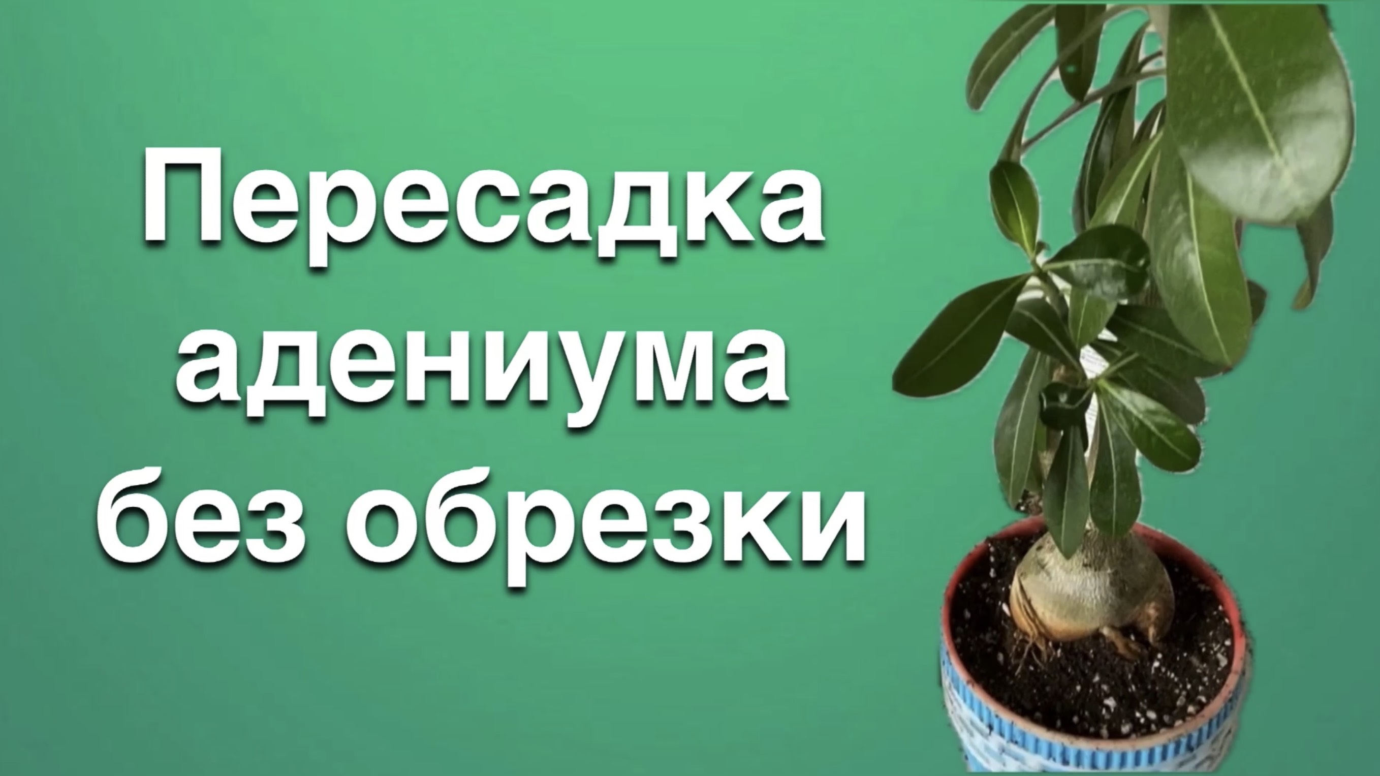 На этот раз без травмирующих обрезок. Просто пересадка адениума. Так надо! 12 июля 2024 г.