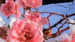 ЗИМНЯЯ КРАСОТА...