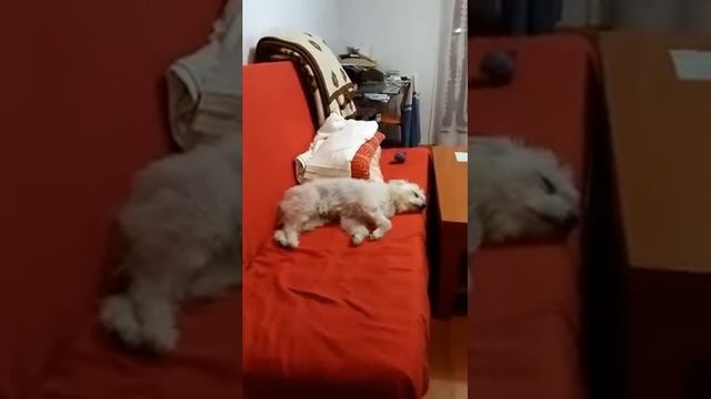 Собаки тоже видят сны)))