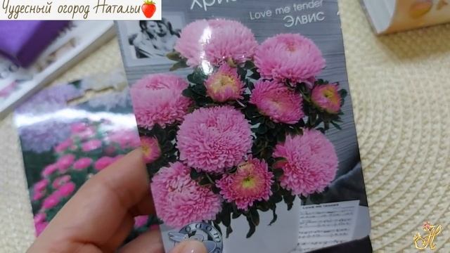 ?Хризантелла. Стоит ли сажать?!