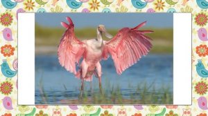 20 самых необычных и удивительных ПТИЦ ? видео для детей