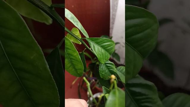 Прививаем цитрусовые,ӳсентӑрансене авлантаратпор.Дословный перевод с чувашского,растение женим.Тӗрӗ смотреть онлайн