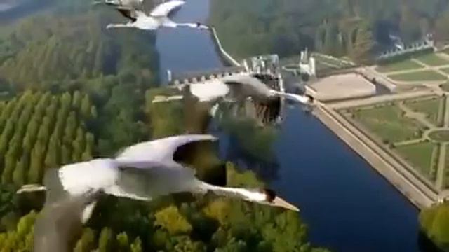 Далеко, далеко журавли улетели