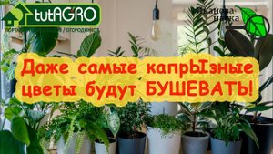 КРАСОТА СПАСЕТ МИР! Превращаем унылые горшки на подоконнике и хилую рассаду в ЗЕЛЕНЫЙ РАЙ!
