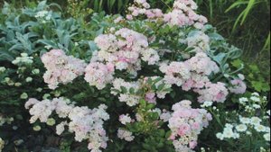 МНОГОЛЕТНИКИ,ЦВЕТУЩИЕ в ПЕРВЫЙ ГОД ПОСЛЕ ПОСАДКИ в САДУ