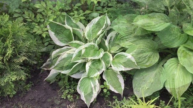 Хоста. Один сезон жизни. смотреть онлайн