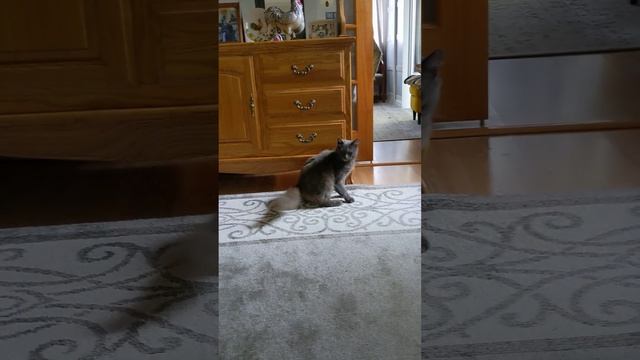 Кролики думали, что они любят друг друга, а оказалось их разводили. смотреть онлайн