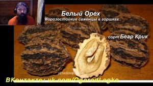 Описание сортов морозостойких орехов