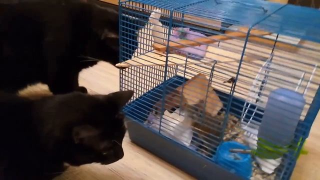 Дегу зверёк - мой гость на денёк. Клип. смотреть онлайн