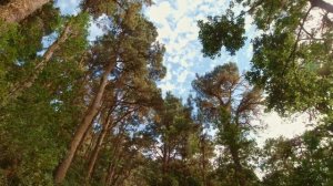 Лес - Природа - Пейзажи