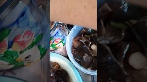 Солим грибы чернушки. # черныйгруздь