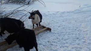 Зимнее кормление коз овсом