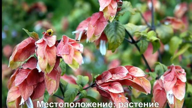 Белопероне смотреть онлайн