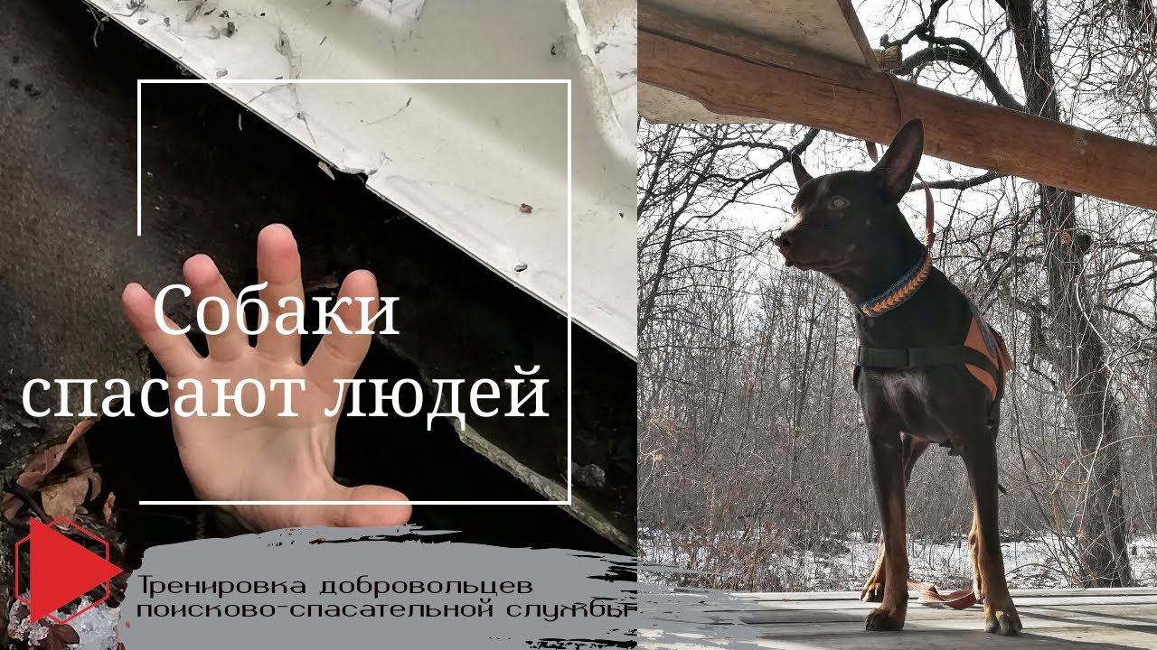Собаки спасают людей. Тренировка добровольцев поисково-спасательной службы смотреть онлайн
