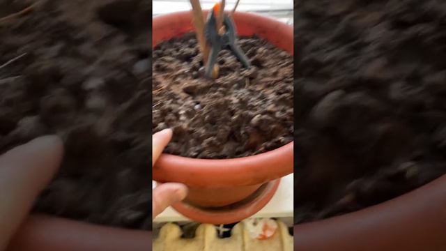 Что стало с моим фикусом? 2 месяца восстановительных работ. Результат смотреть онлайн