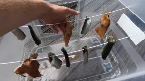 Вялить рыбу в домашних условиях . Красная рыба, лосось и Сарган