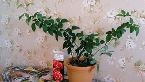 Стоит ли заводить садовую розу в квартире? Судите сами?♀️?