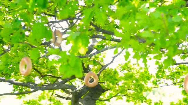 Фермерское хозяйство. Как вырастить хлебное дерево. Юмор и музыка смотреть онлайн