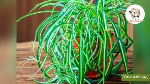 ХЛОРОФИТУМ. Полезные советы по выращиванию и уходу.