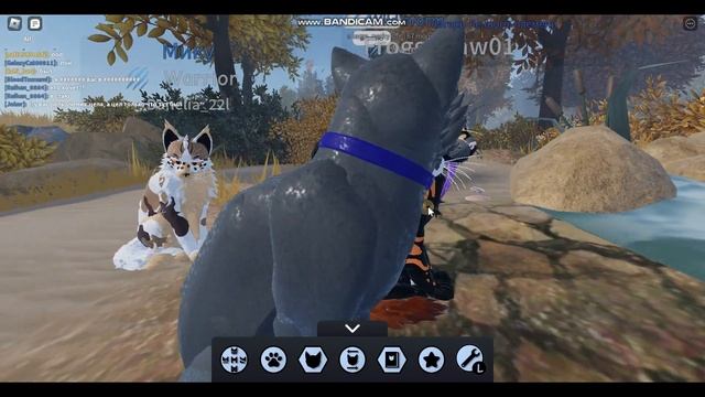 Обновление в ||??Warrior Cats?|| ❗❗❗ смотреть онлайн