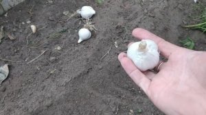 Высаживаю чеснок и лук в теплицу для очень ранней зелени.