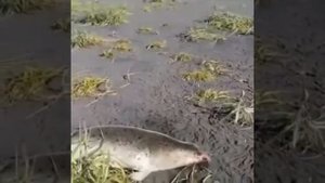 На Камчатке из-за утечки нефтепродуктов и фенола погибли тысячи морских животных.