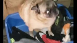 МОПС ТАНЦУЕТ ПОД ЛЮБОЙ МУЗЫКУ!!!!!!!!!!!!!!