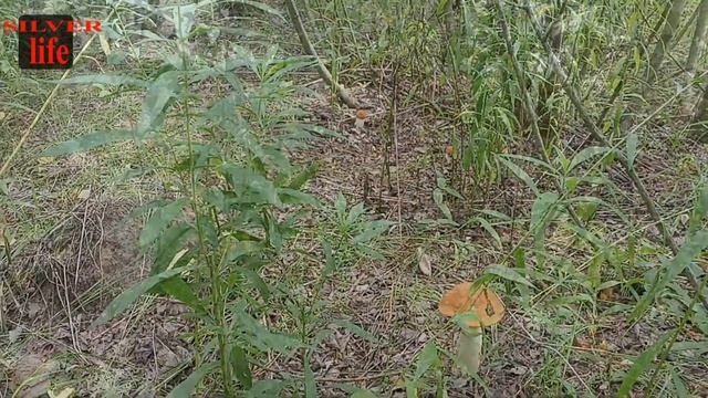 В похід за грибами. Невже я цього діждався. Є гриби!!! смотреть онлайн