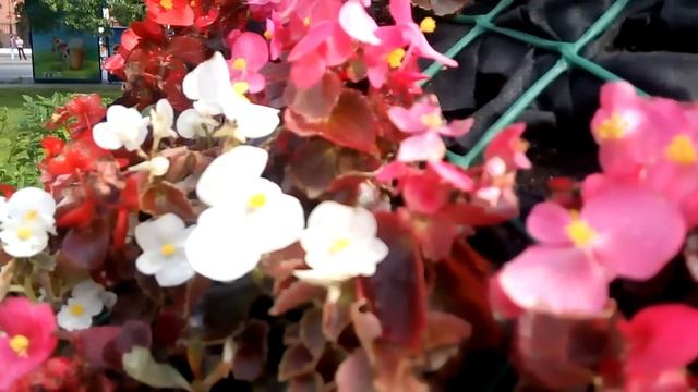 Камера Sony Xperia C4: примеры видео с 5-Мп и 13-Мп камер camera test