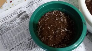 Посадка ахименесов