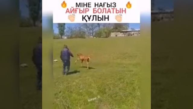 Міне нағыз айғыр болатын Құлын