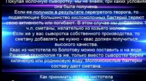 Как приготовить квас из чистотела на сыворотке по Болотову
