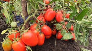 Мега врожай!!!...Низькорослий томат Денар