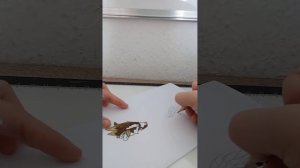 туториал как сделать маленького дракона ☕?