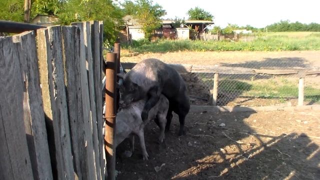 Хряк производитель ,случка свиноматки ,или кто не успел тот опаздал.