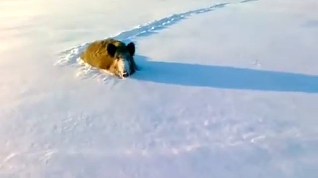Охота на кабана/поймали секача/прикол на охоте/покатушки на снегоходе смотреть онлайн