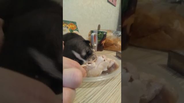 видео маленький хаски смотреть онлайн