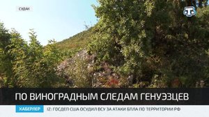 В Крыму стартовал сбор винограда